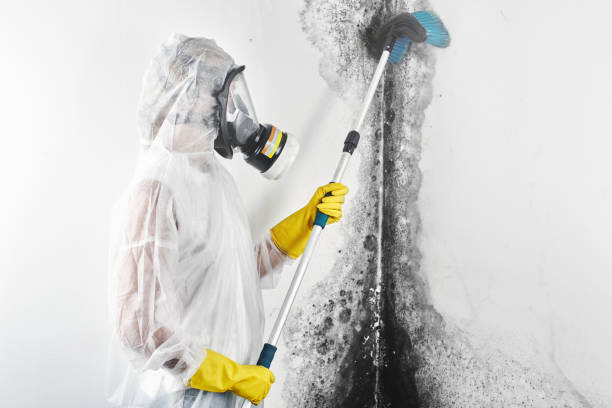 Biohazard Mold Removal in Tecumseh, OK