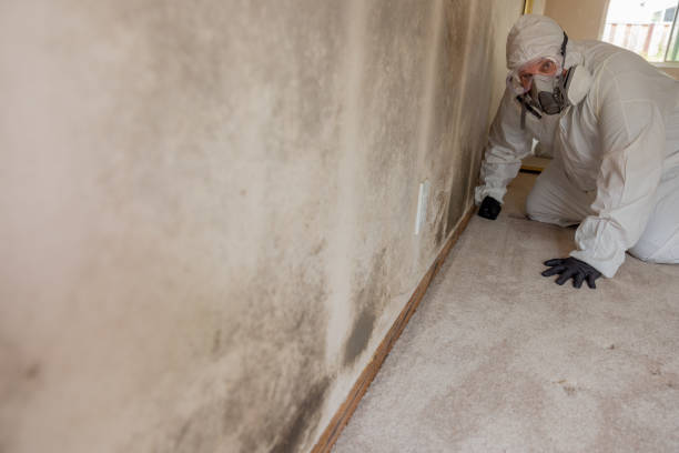 Best Biohazard Mold Removal  in Tecumseh, OK